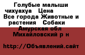 Голубые малыши чихуахуа › Цена ­ 25 000 - Все города Животные и растения » Собаки   . Амурская обл.,Михайловский р-н